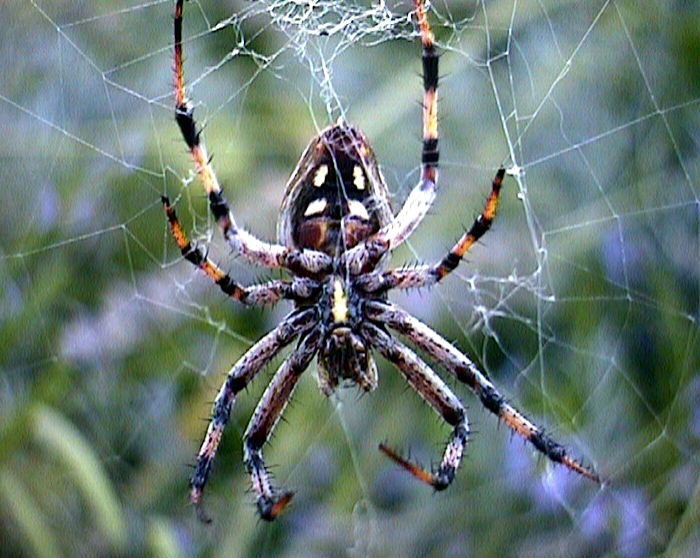 spider.jpg (339937 bytes)