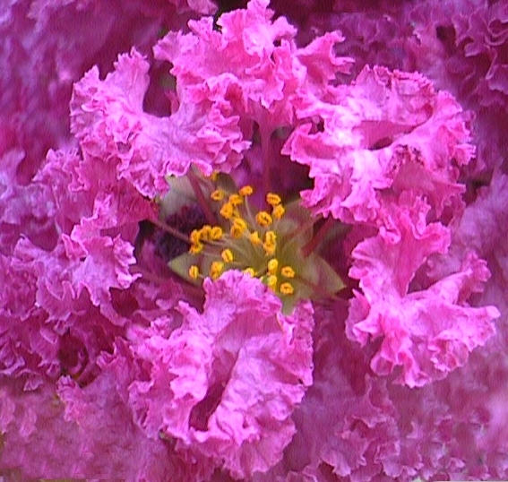 Crepe Myrtle.jpg (249091 bytes)