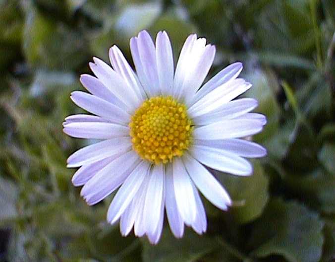 Mini Daisy.jpg (228340 bytes)