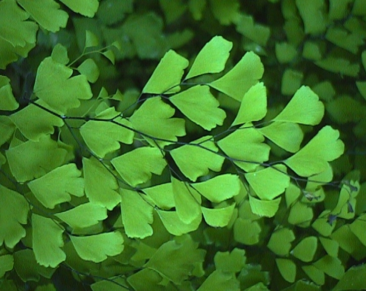 fern.jpg (276318 bytes)