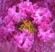 Crepe Myrtle.jpg (2979 bytes)