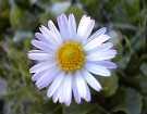 Mini Daisy.jpg (2985 bytes)