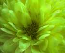 Yellow Flower.jpg (2424 bytes)