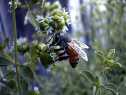 Bee.jpg (2792 bytes)