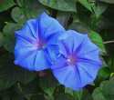 Blues.jpg (2712 bytes)